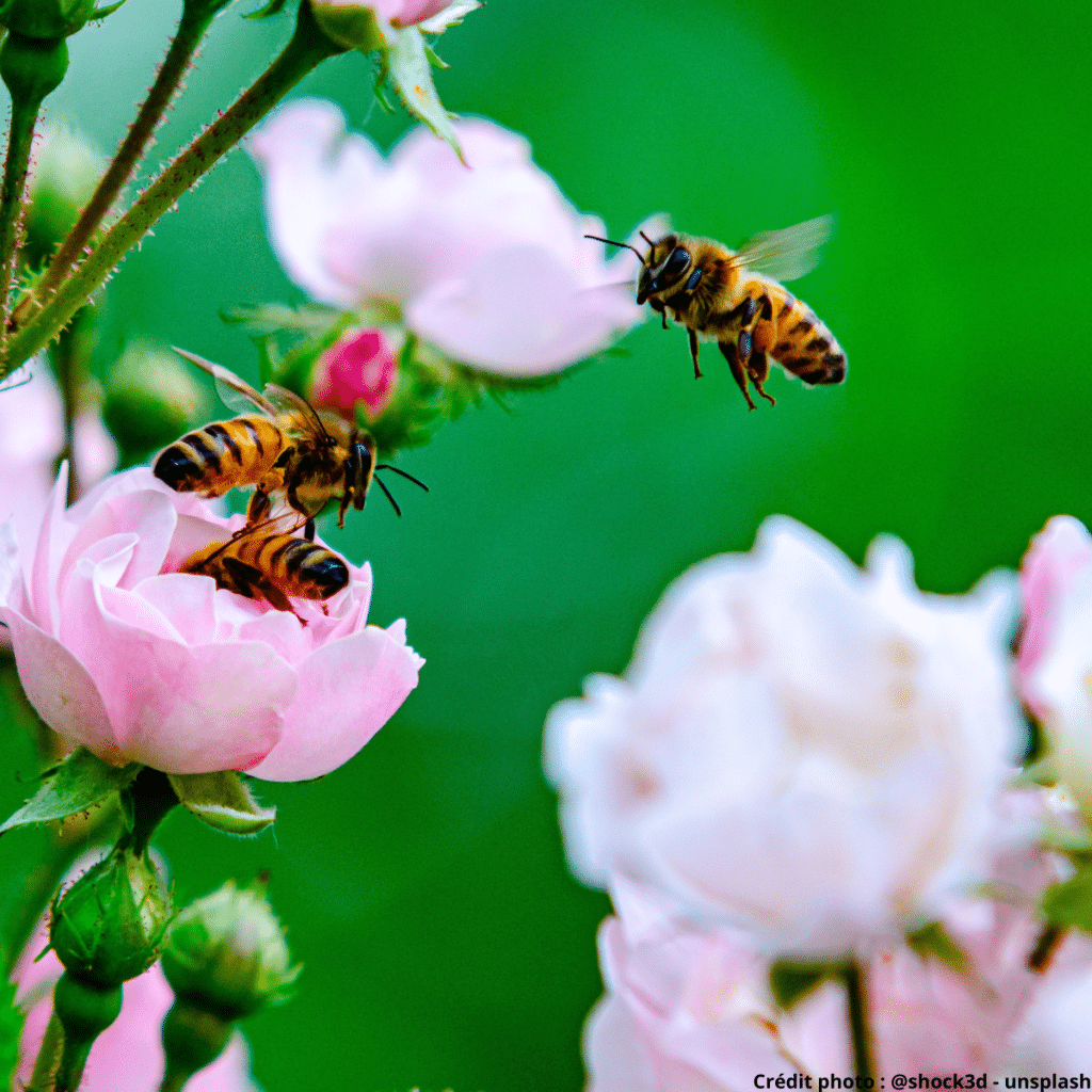abeilles fleur justice sociale